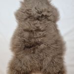 Schapenvacht Uniek Nr.223 Taupe XL / 115cm